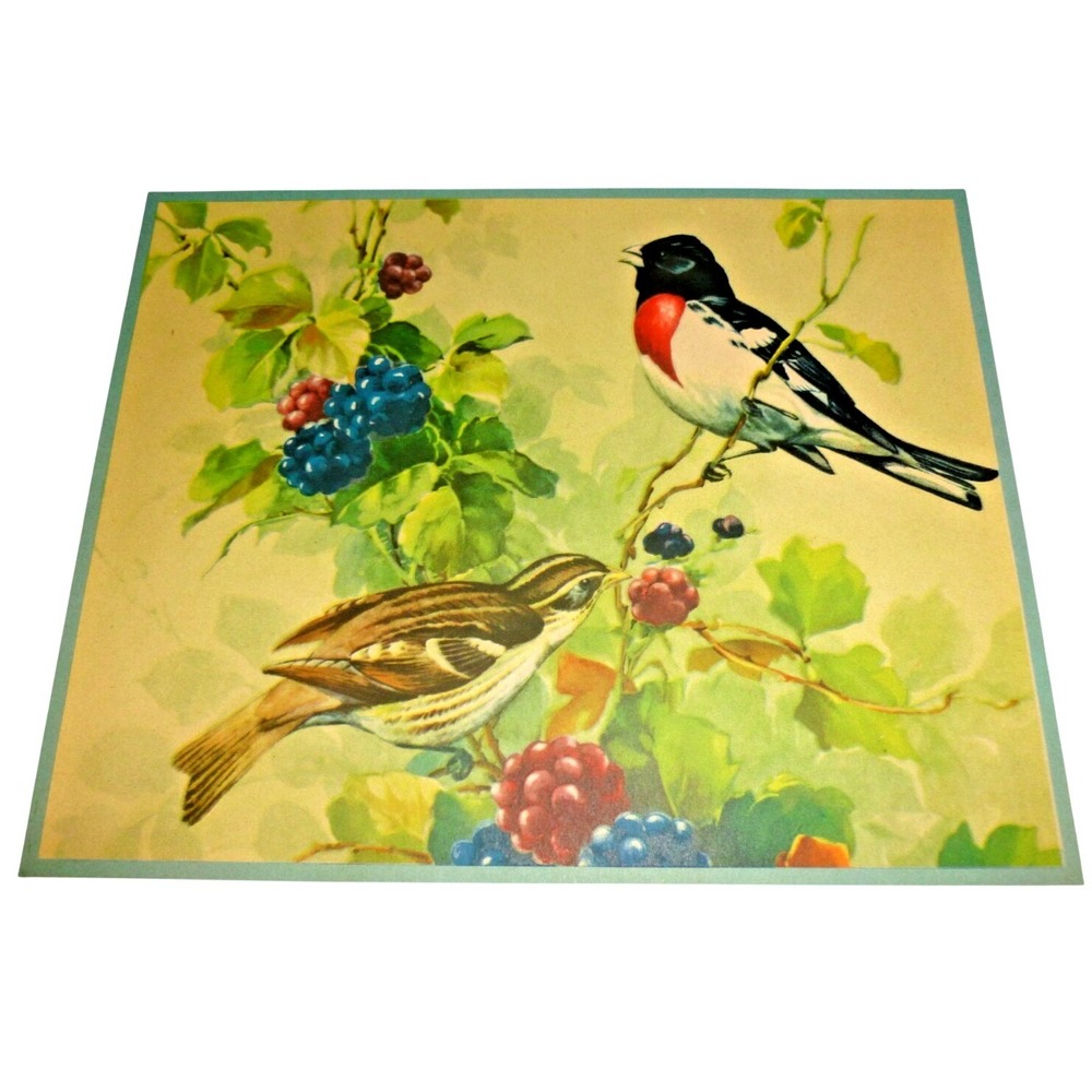 Vintage Bird Nature Print Rose-breasted Grosbeak Berries Illustration 10x8